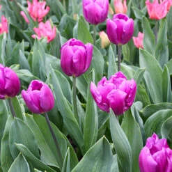 Purple Flag Triumph Tulip Super Pack