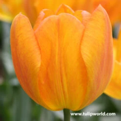 Glowing Tulip & Daffodil Collection -Plants Shop 38112 2