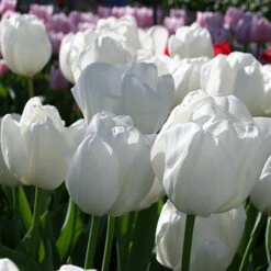 Perennial Tulip Collection -Plants Shop 38113a