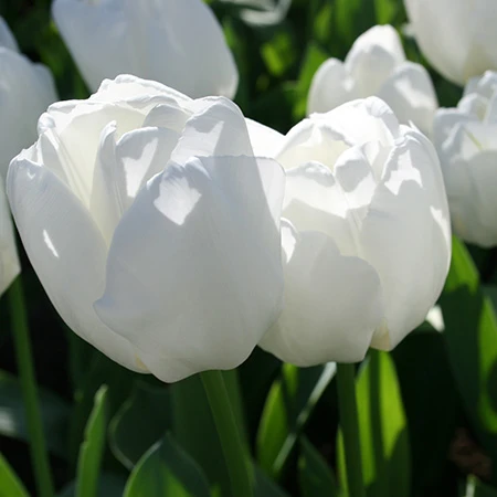 Delicate Touch Darwin Tulip Collection 4 Delicate Touch Darwin Tulip Collection - Image 2