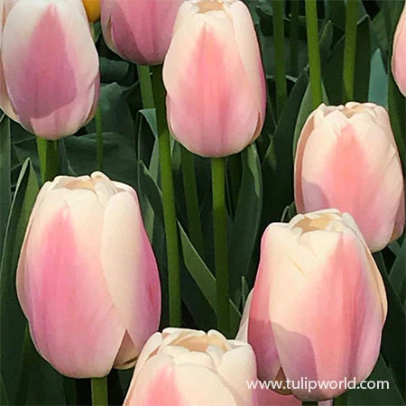 Delicate Touch Darwin Tulip Collection 9 Delicate Touch Darwin Tulip Collection - Image 7