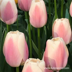 Ollioules Darwin Hybrid Tulip -Plants Shop 38114 ollioules tulip