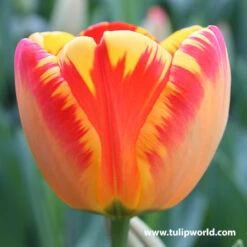 Tulip Cutting Garden Collection -Plants Shop 38115 1