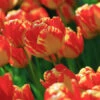 Banja Luka Darwin Hybrid Tulip -Plants Shop 38115 2