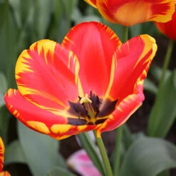 Banja Luka Darwin Hybrid Tulip -Plants Shop 38115a 1