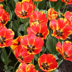 Tulip Cutting Garden Collection -Plants Shop 38115b