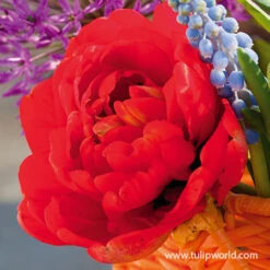 Miranda Double Tulip -Plants Shop 38119 miranda double late tulip