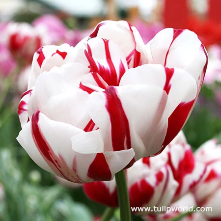 Carnaval De Nice Double Tulip 3 Carnaval De Nice Double Tulip