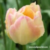 Creme Upstar Double Tulip -Plants Shop 38124