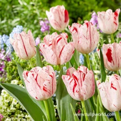 Merel Delight Triumph Tulip