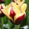 Gavota Triumph Tulip -Plants Shop 38134 gavota triumph tulip
