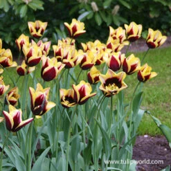 Gavota Triumph Tulip 7 Gavota Triumph Tulip -Plants Shop 38134 gavota triumph tulip 2