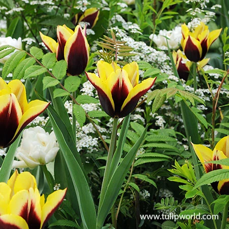 Gavota Triumph Tulip 4 Gavota Triumph Tulip - Image 2