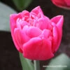 Sunset Tropical Double Tulip 1 Sunset Tropical Double Tulip -Plants Shop 38135 sunset tropical tulip