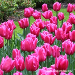 Sunset Tropical Double Tulip -Plants Shop 38135 sunset tropical tulip 2