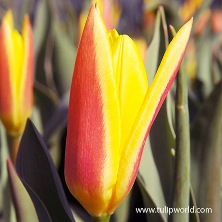 Giuseppe Verdi Kaufmanniana Tulip 4 Giuseppe Verdi Kaufmanniana Tulip - Image 2