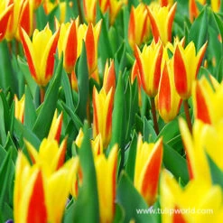 Giuseppe Verdi Kaufmanniana Tulip