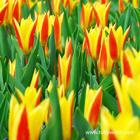 Giuseppe Verdi Kaufmanniana Tulip 3 Giuseppe Verdi Kaufmanniana Tulip