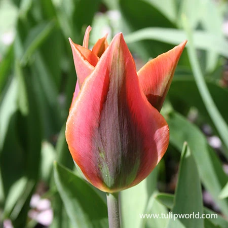 Artist Viridiflora Tulip 4 Artist Viridiflora Tulip - Image 2