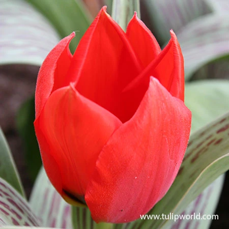 Red Riding Hood Greigii Tulip 3 Red Riding Hood Greigii Tulip