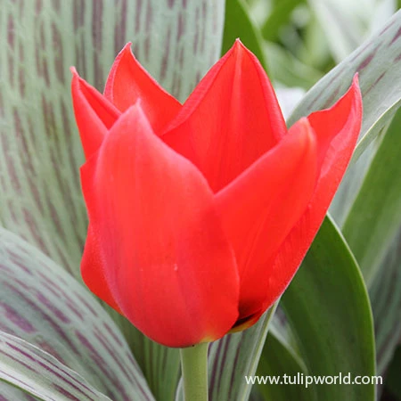 Red Riding Hood Greigii Tulip 5 Red Riding Hood Greigii Tulip - Image 3