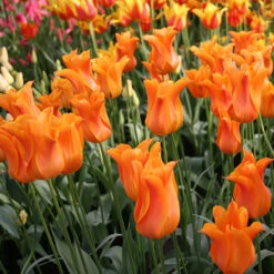 Ballerina Lily Tulip