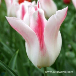 Chic Duo Tulip Collection 15 Chic Duo Tulip Collection -Plants Shop 38146 1