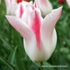 Marilyn Lily Tulip 1 Marilyn Lily Tulip -Plants Shop 38146