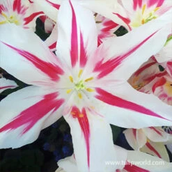 Chic Duo Tulip Collection 16 Chic Duo Tulip Collection -Plants Shop 38146 tulip marilyn 1