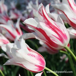 Marilyn Lily Tulip -Plants Shop 38146 tulip marilyn 2