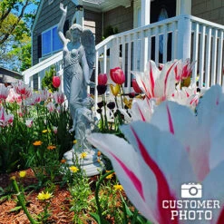 Marilyn Lily Tulip -Plants Shop 38146 tulip marilyn 3