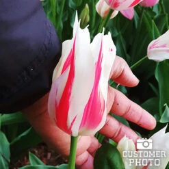 Marilyn Lily Tulip -Plants Shop 38146 tulip marilyn 4