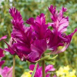 Late Spring Blooming Tulip Collection 19 Late Spring Blooming Tulip Collection -Plants Shop 38152 negrita parrot tulip