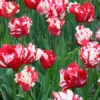 Estella Rijnveld Parrot Tulip -Plants Shop 38153