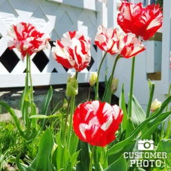 Chic Duo Tulip Collection 23 Chic Duo Tulip Collection -Plants Shop 38153 estella rijnveld parrot tulip 1