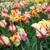 Texas Flame Parrot Tulip -Plants Shop 38154 2