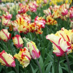 Parrot Tulip Collection -Plants Shop 38154