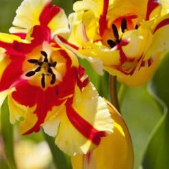 Parrot Tulip Collection -Plants Shop 38154a