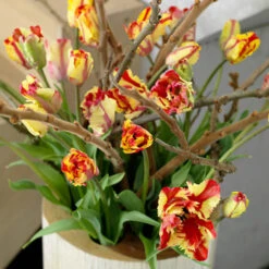 Tulip Cutting Garden Collection -Plants Shop 38154b 1