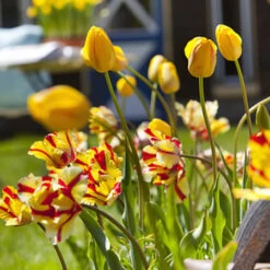 Texas Flame Parrot Tulip -Plants Shop 38154c 2