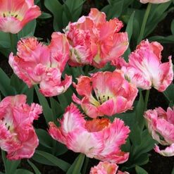 Parrot Tulip Collection -Plants Shop 38155 1