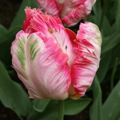 Parrot Tulip Collection -Plants Shop 38155 2