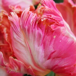 Parrot Tulip Collection -Plants Shop 38155 3