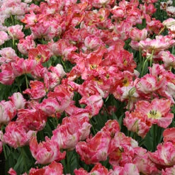 Parrot Tulip Collection -Plants Shop 38155 4