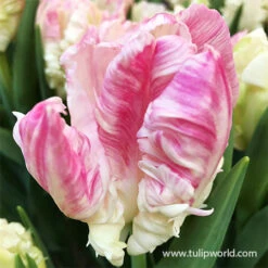 Parrot Tulip Collection -Plants Shop 38155 apricot parrot tulip