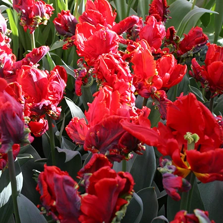 Rococo Parrot Tulip 3 Rococo Parrot Tulip