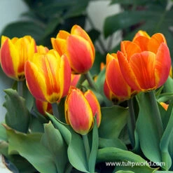 Marvelous Single Early Tulip Collection -Plants Shop 38161 flair tulip