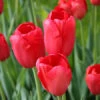Sky High Scarlet Single Late Tulip 2 Sky High Scarlet Single Late Tulip -Plants Shop 38167 2 1