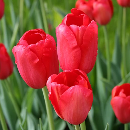 Sky High Scarlet Single Late Tulip 3 Sky High Scarlet Single Late Tulip
