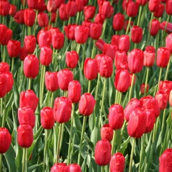 Perennial Tulip Collection -Plants Shop 38167